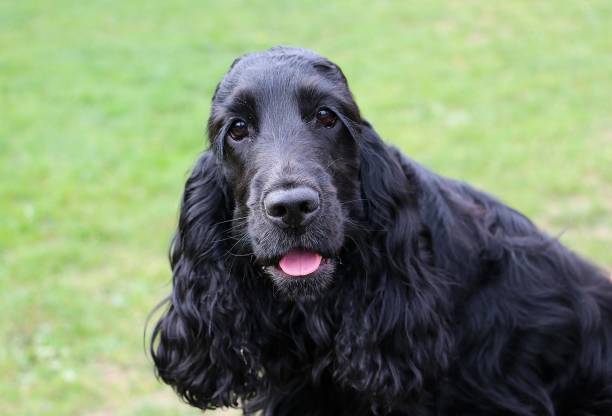 Black Cocker Spaniel