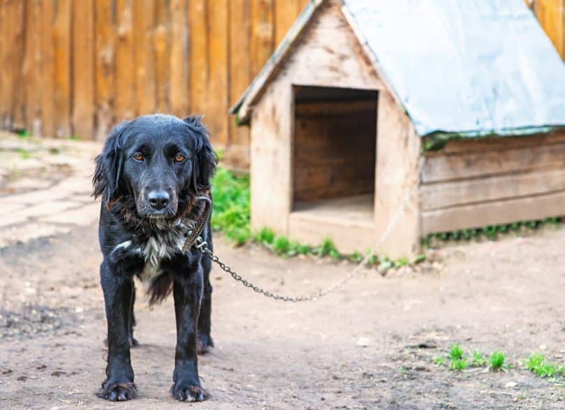 Dark Haired Dog With Heated Insulated Dog House Outdoors