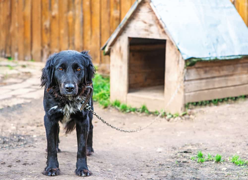 Heated dog house for outdoors