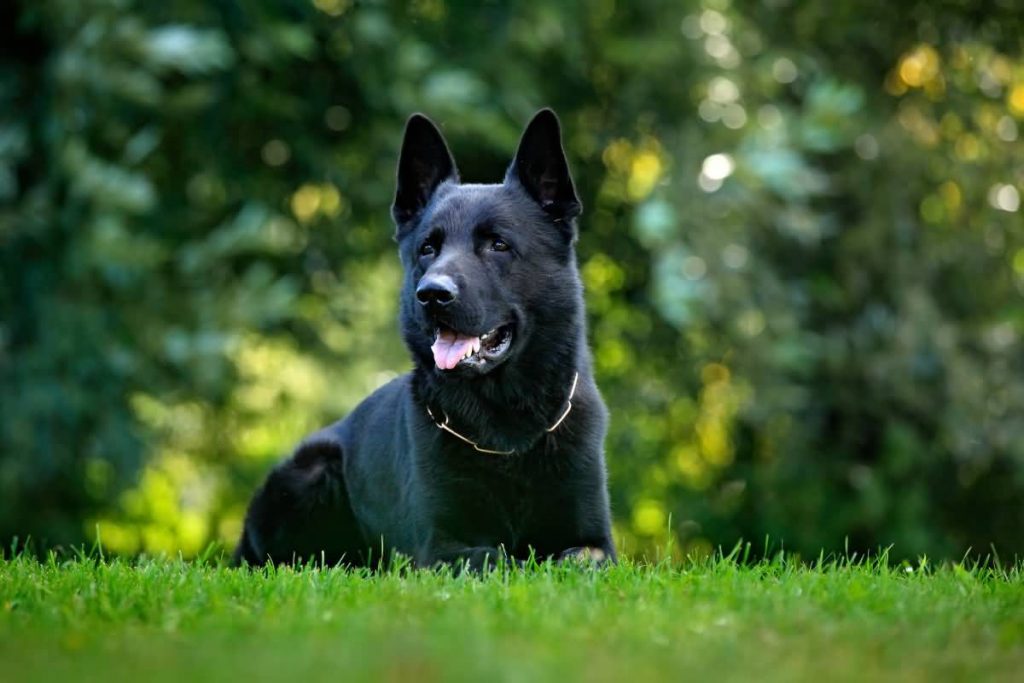 Black German Shepherd Dog sitting in the green grass with nature background