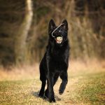 fun beautiful black german shepherd dog running