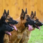 One black and three standard color German shepherds in a profile attentively look afar