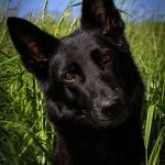 Solid Black German Shepherd