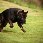 Black German Shepherd