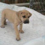 Black Mouth Cur Puppies