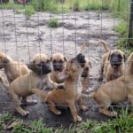 Black Mouth Cur Puppies