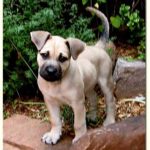 Black Mouth Cur Puppies