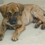 Black Mouth Cur Puppies