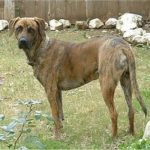 Black Mouth Cur