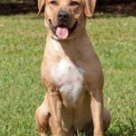 Black Mouth Cur