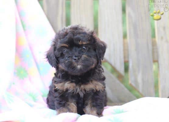 Black Pomapoo