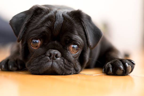 Black Pug