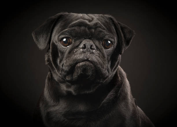 Black Pug