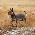 Blue Heeler standing outside