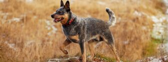 Blue Heeler standing outside