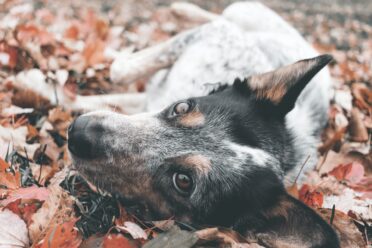 Blue Heeler Close up looks