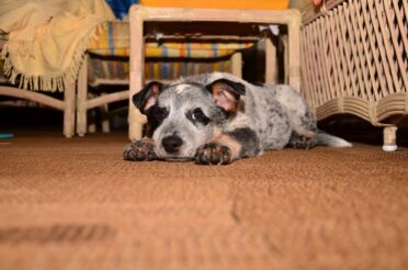 Blue Heeler Puppy