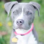 blue-nose-pit_2