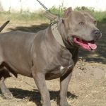 blue-nose-pit_3