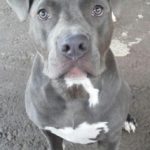 blue-nose-pit_6