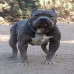 blue-nose-pitbull_3