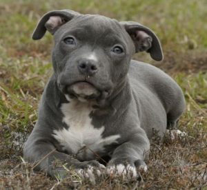 blue-nose-pitbull_4