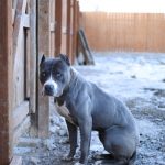 blue-nose-pitbull_5