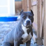 blue-nose-pitbull_6