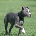 blue-nose-pitbull_8