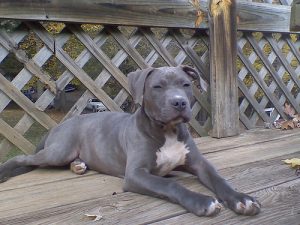 blue-pit_12