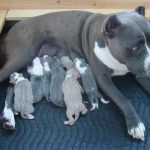 blue-pit_4