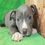 blue-pit_7