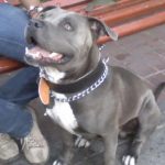 blue-pit_8