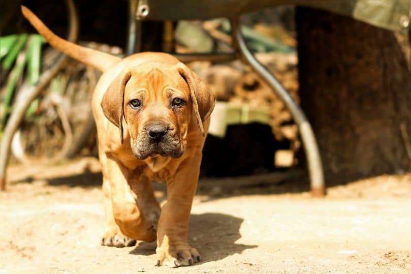 Boerboel puppy walking towards camera