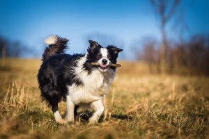 border collie to fetch