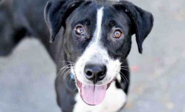 Border Collie Lab Mix also known as Borador