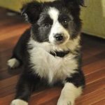 border-collie-shepherd-mix-7