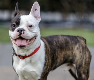 Boston Terrier French Bulldog Mix also known as Frenchton