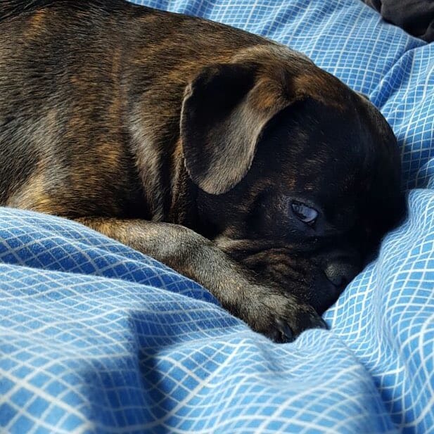 Black Bugg on a blanket