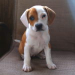 boxer beagle mix