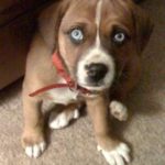 boxer beagle mix