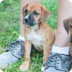 boxer beagle mix