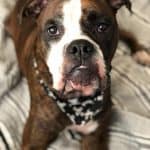 Brown and white Bulldog Boxer Mix on a bed