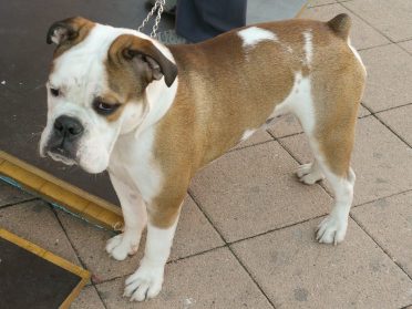 Boxer Bulldog Mix also known as the Valley Bulldog