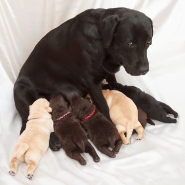 labrador retriever puppies and mom (one week old)