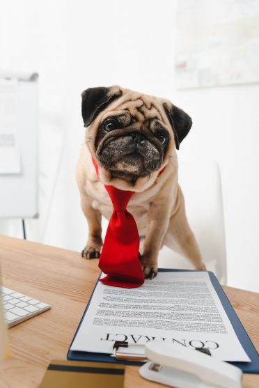 A pug wearing a tie is holding on to a contract