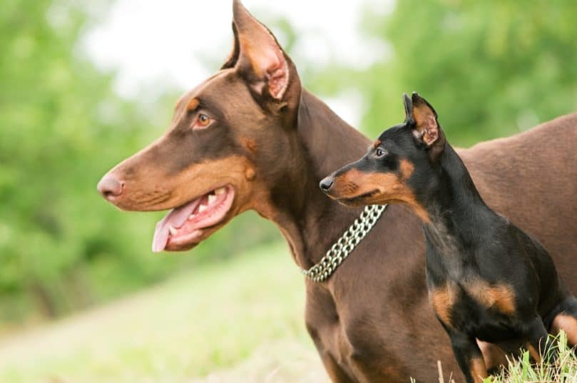 Close-up portrait of large and miniature purebred brown Doberman pinscher outdoors