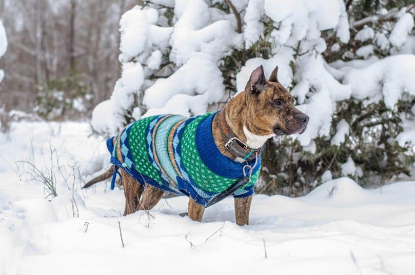 Brindle Pitbull wearing a coat outside in the snow