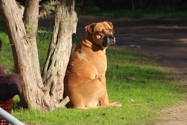 Bullmastiff sitting outside by tree