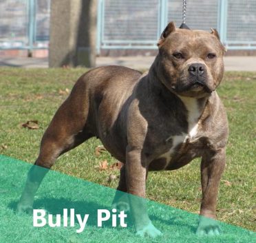 Pitbull Bulldog Mix also known as Bully Pit or Bulldog Pitbull Mix